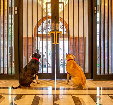 Dogs of Bombay House